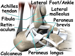 ankle_anatomy_tendons04